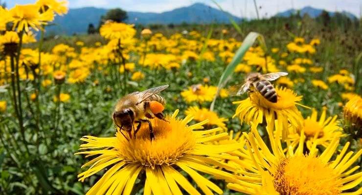 Содержание и разведение пчел