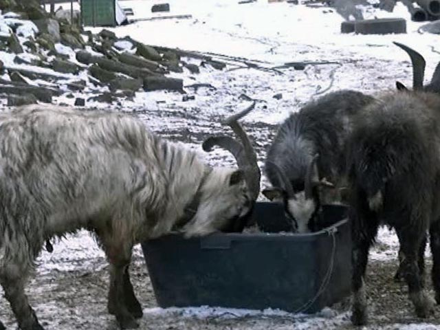 Содержание коз зимой
