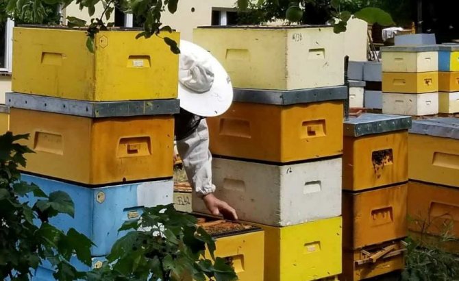 Содержание пчёл в ульях из ППУ