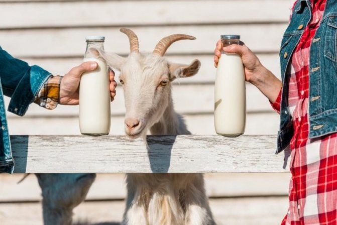 состав козьего и коровьего молока