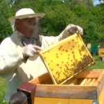 Современное пчеловодство
