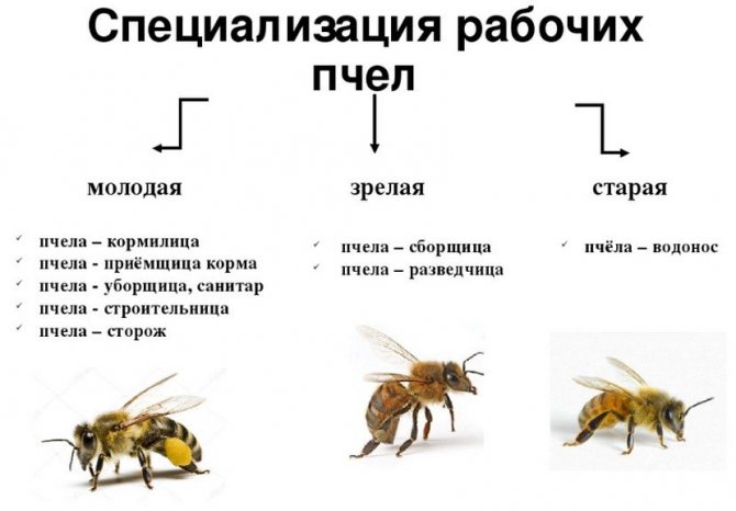 Специализация рабочих пчел