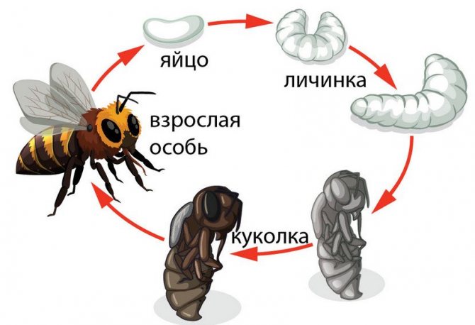 Стадии развития пчелы
