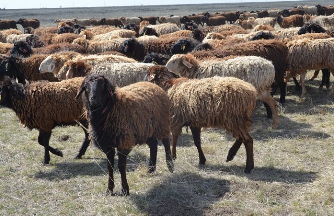 стадо курдючных овец