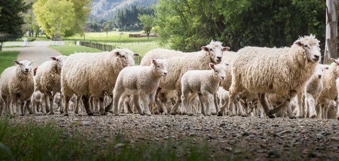 стадо овец идут по дороге