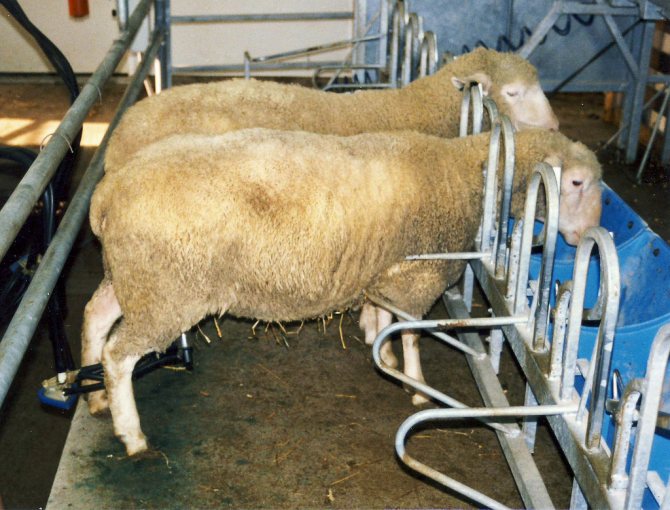 станок для дойки овец