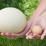 Страусиное и куриное яйцо