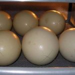 Страусиные яйца в инкубаторе