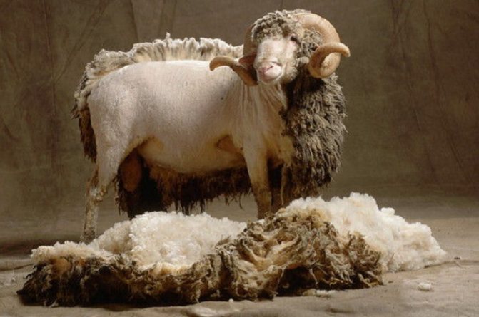 стрижка шерстяной овцы