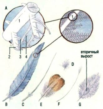 Структура птичьего пера