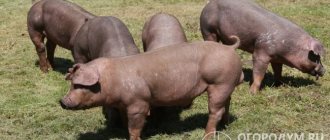 Свиньи породы Дюрок (на фото) – яркие представители сельскохозяйственных животных мясного направления