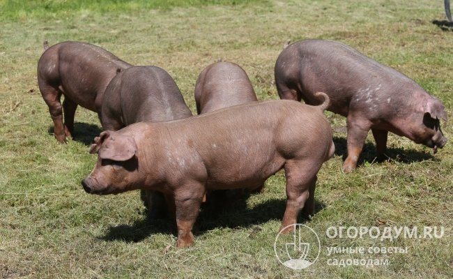 Свиньи породы Дюрок (на фото) – яркие представители сельскохозяйственных животных мясного направления