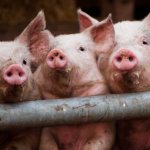 Свиной грипп у свиней