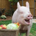 свинья и овощи
