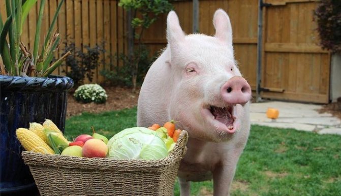 свинья и овощи