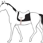 Таблица размеров подпруг для лошади