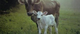 теленок и корова