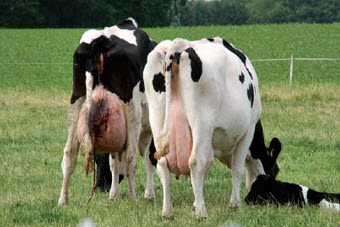 Телята, которых коровы облизали сразу после рождения, более здоровые