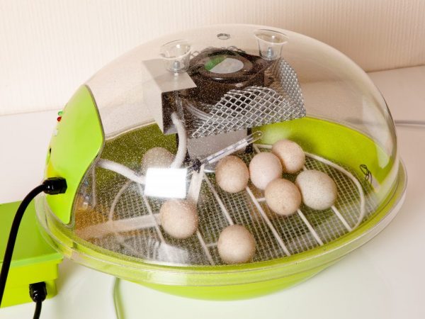 Температура в инкубаторе для куриных яиц