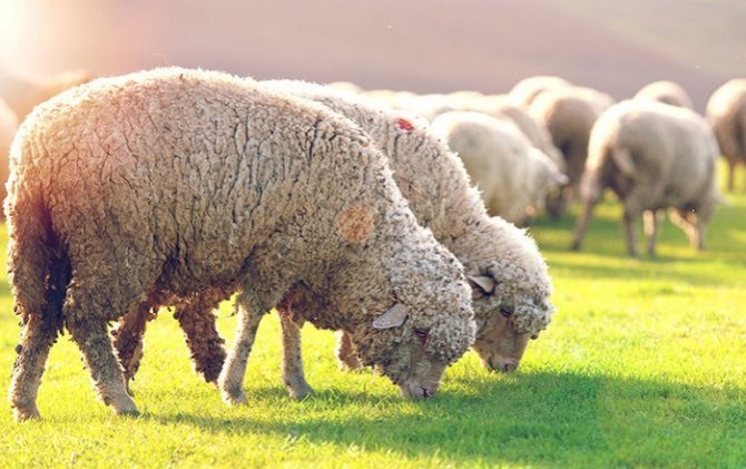 тонкорунные овцы на лугу
