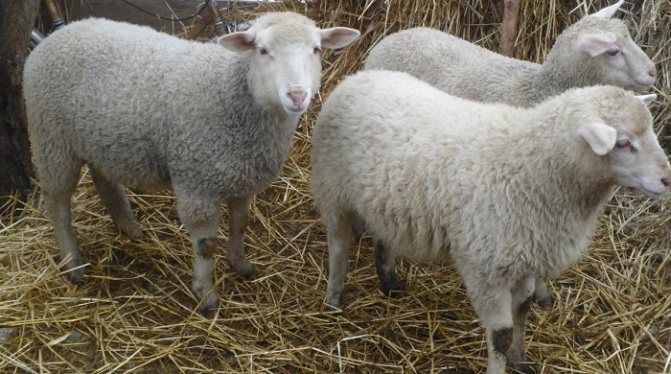 три овцы на сене