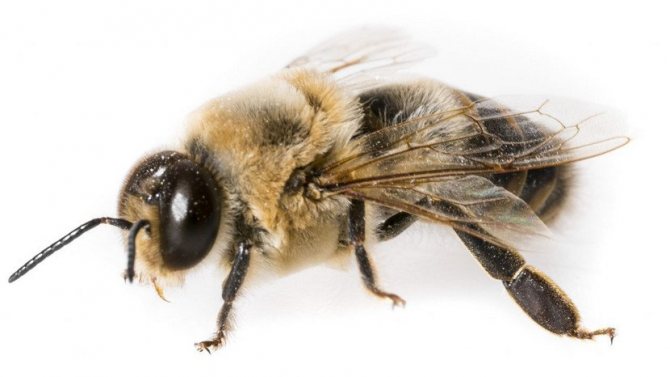 Трутень пчёл