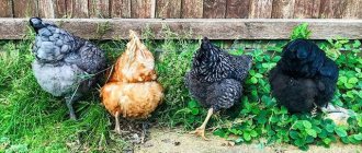 У курицы выпал яйцевод – причины, что делать и как лечить несушку.