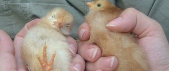 У самца курицы более светлый пух, чем у самки