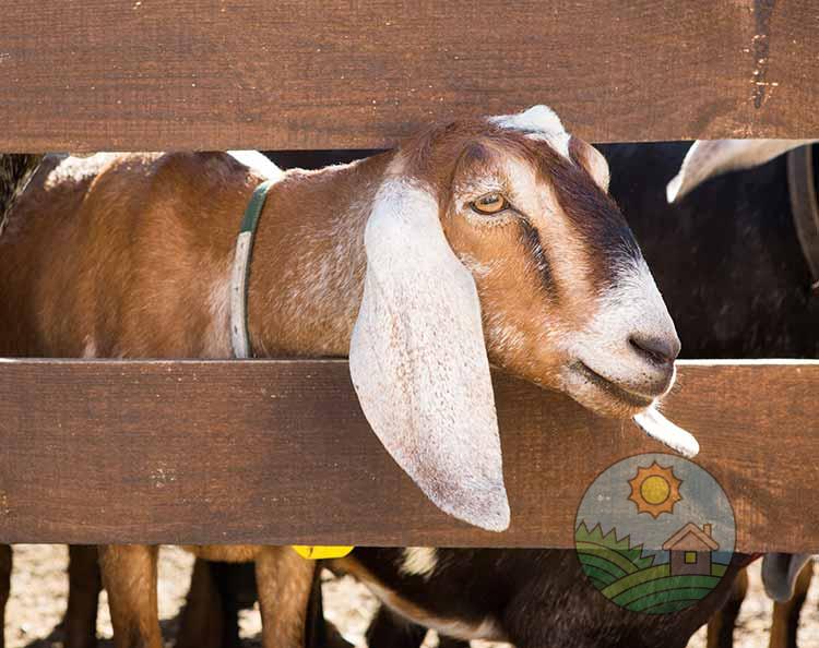 Уши англо-нубийской козы, ферма Земля друзей