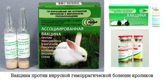 Вакцина против вирусной геморрагической болезни кроликов