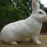 Венский белый кролик