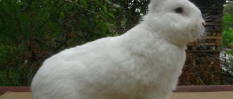 Венский белый кролик