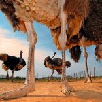 Вес и высота страусов