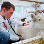ветеринар осматривает козу
