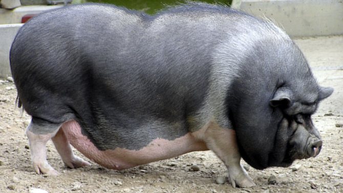 вьетнамская свинья