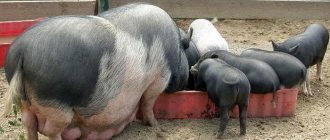 Вьетнамские вислобрюхие свиньи едят