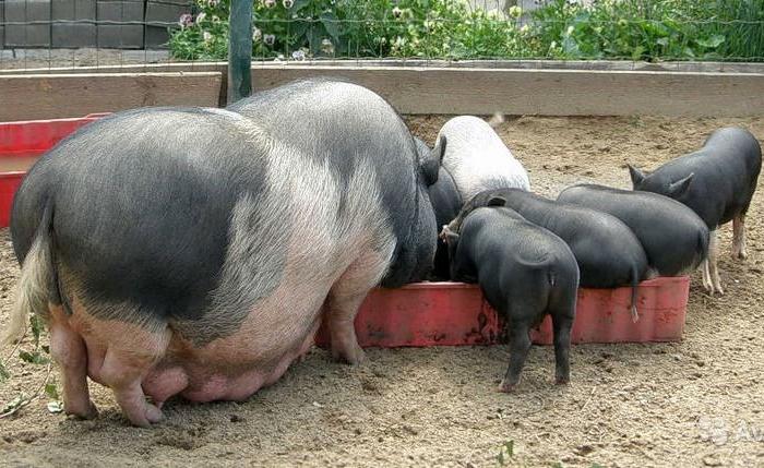 Вьетнамские вислобрюхие свиньи едят