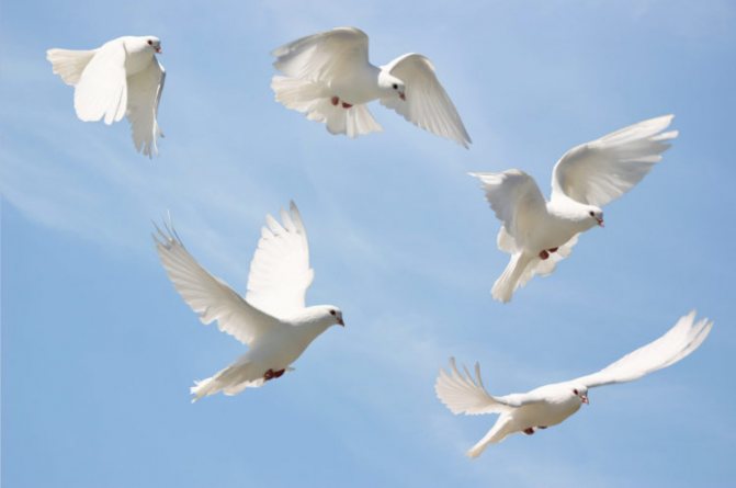 Виды голубей и места их обитания