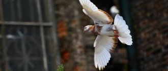 Виды-голубей-Описание-особенности-названия-и-фото-видов-голубей-16