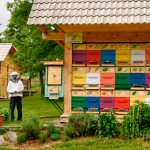 Виды, особенности и изготовление павильона для пчел