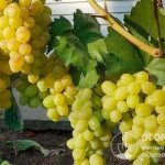 Виноград «Лора» (на фото) радует садоводов-любителей урожайностью, товарностью и вкусовыми качествами плодов