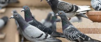 Витамины и лекарства для голубей