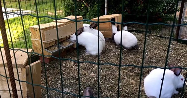вольер для летнего содержания кроликов