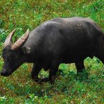 Вымирающий вид буйволов - карликовый аноа