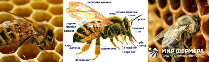 Выработка меда пчелами