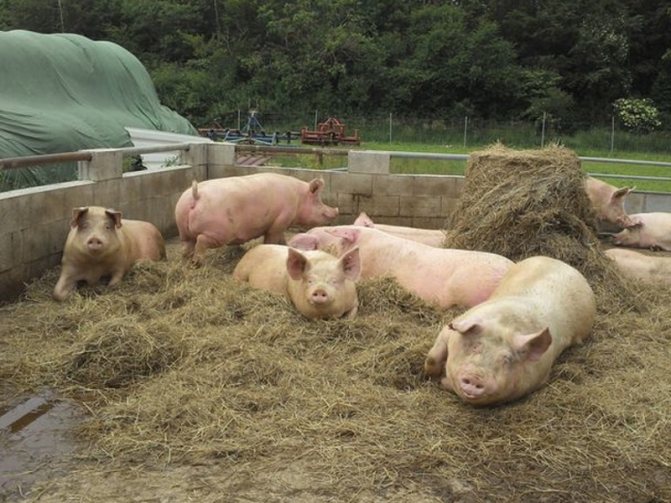 Выращивание свиней в домашних условиях, как бизнес и продажа на убой