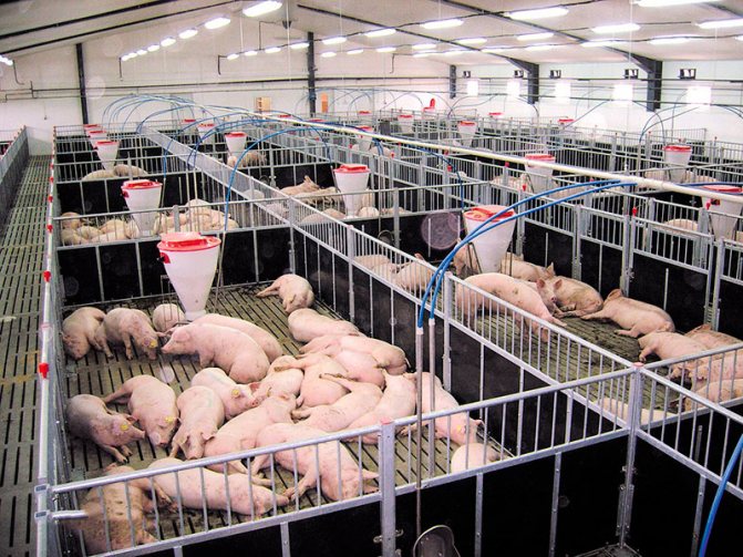 Выращивание свиней в домашних условиях, как бизнес как создать свиноферму