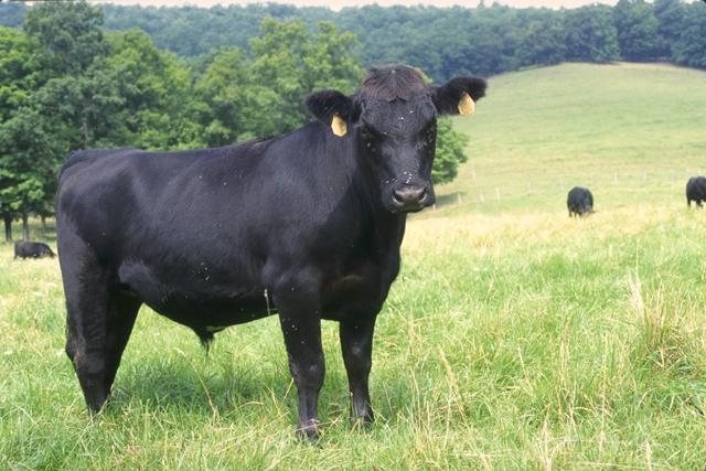 высокоудойные породы коров