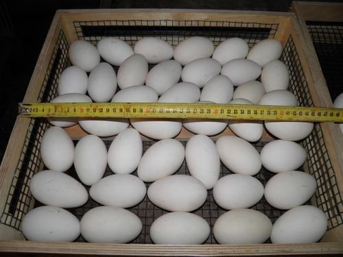Яйца гусей в инкубаторе