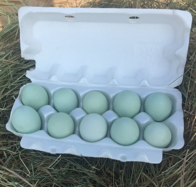 Яйца ухейилюй